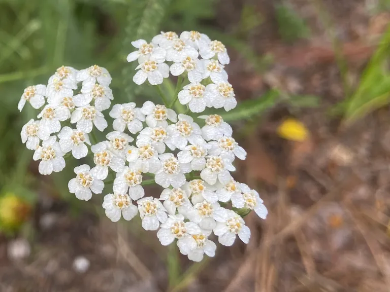 Achillea millefolium flower