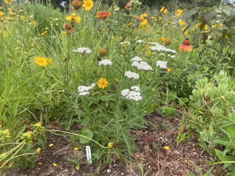 Achillea millefolium flowering habit