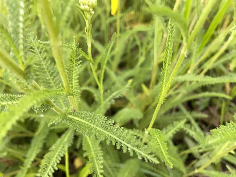 Achillea millefolium foliage