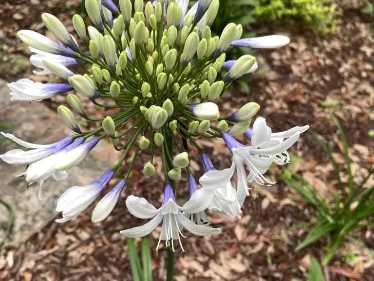 Agapanthus 'AMBIC001' (Indigo Frost™) flower