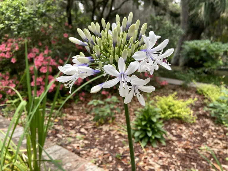 Agapanthus 'AMBIC001' (Indigo Frost™) flower