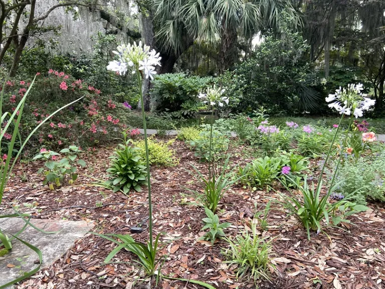 Agapanthus 'AMBIC001' (Indigo Frost™) flowering habit