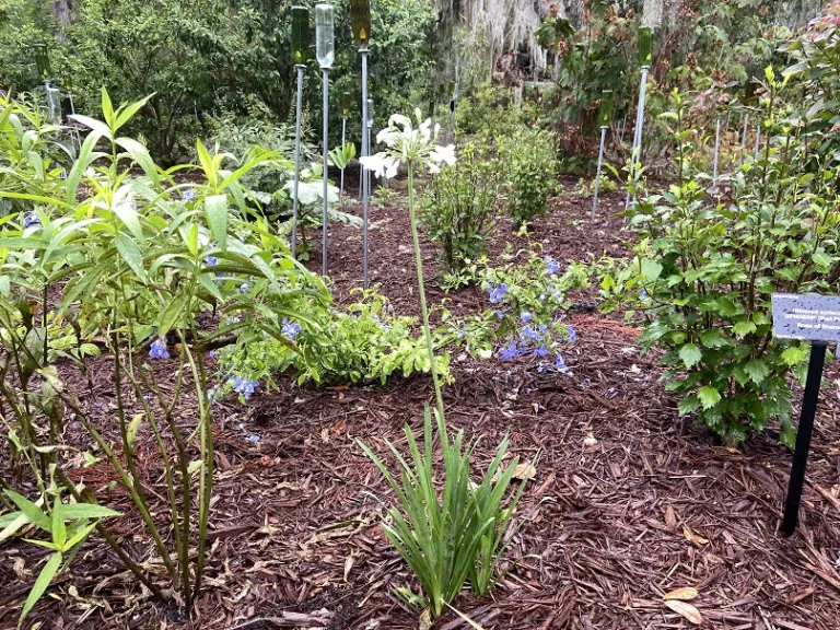 Agapanthus 'Galaxy White' flowering habit