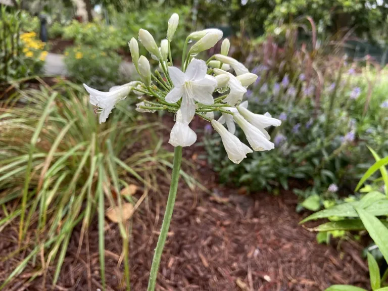 Agapanthus 'Galaxy White' flowers