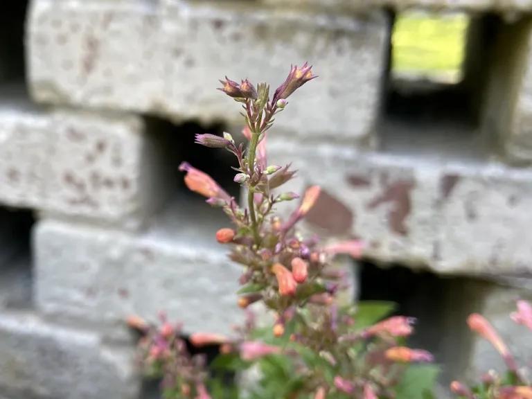 Agastache 'Mango Tango' flower buds