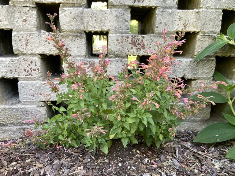 Agastache 'Mango Tango' flowering habit