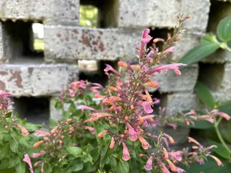 Agastache 'Mango Tango' flowers