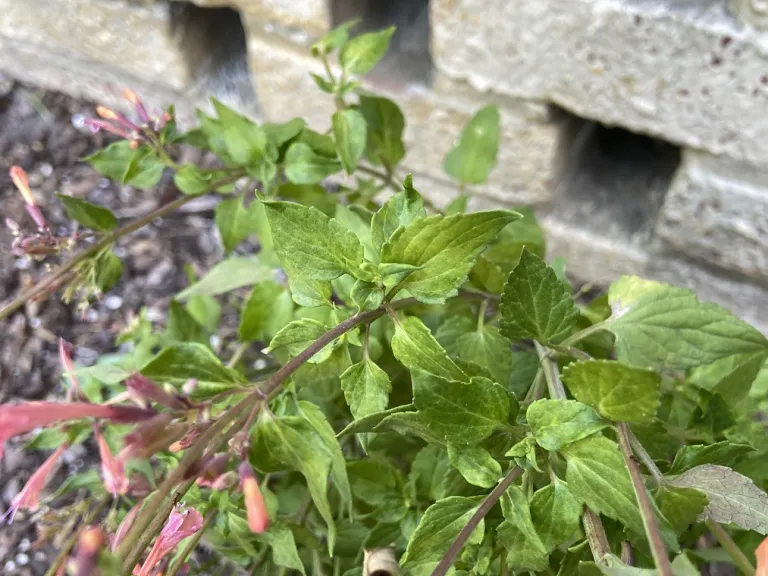 Agastache 'Mango Tango' foliage