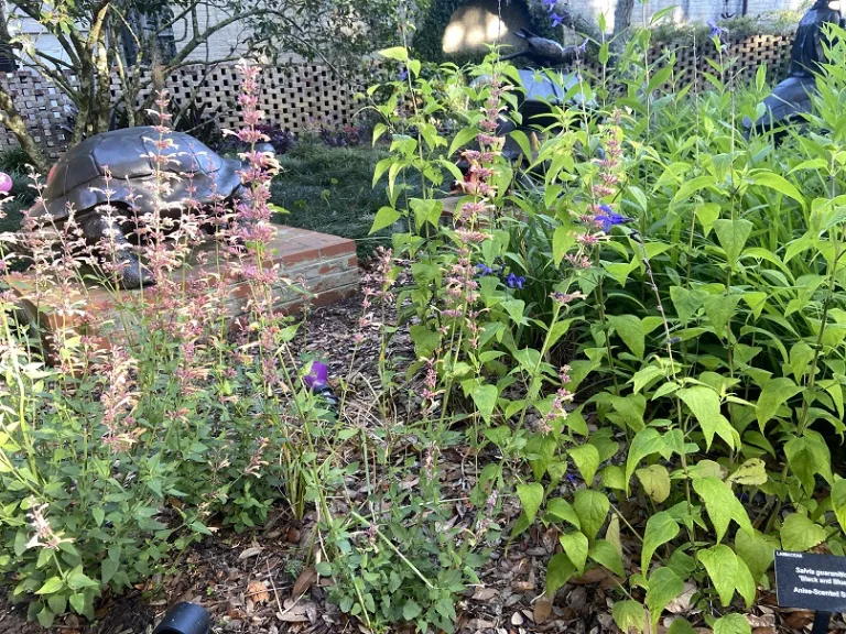 Agastache 'Queen Nectarine' (MEANT TO BEE®) flowering habit