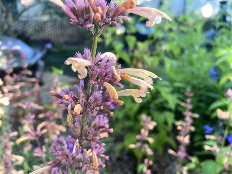 Agastache 'Queen Nectarine' (MEANT TO BEE®) flowers