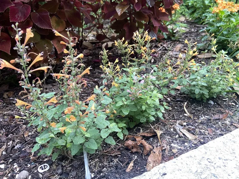 Agastache (Arizona Mix) flowering habit