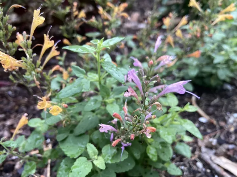 Agastache (Arizona Mix) flowers