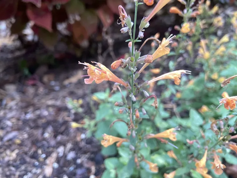 Agastache (Arizona Mix) flowers