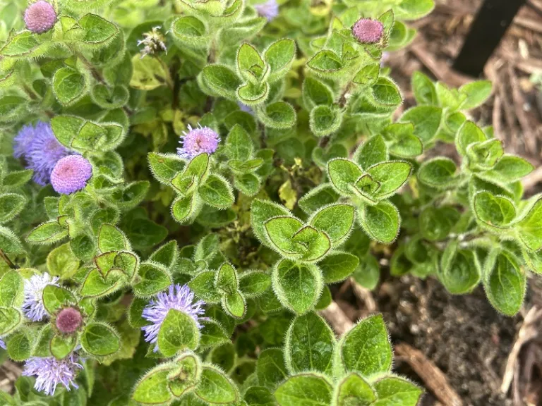 Ageratum 'Wesagbubl' (Bumble™ Blue) foliage