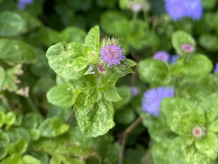 Ageratum houstonianum 'PAS347557' (High Tide™ Blue) flower buds