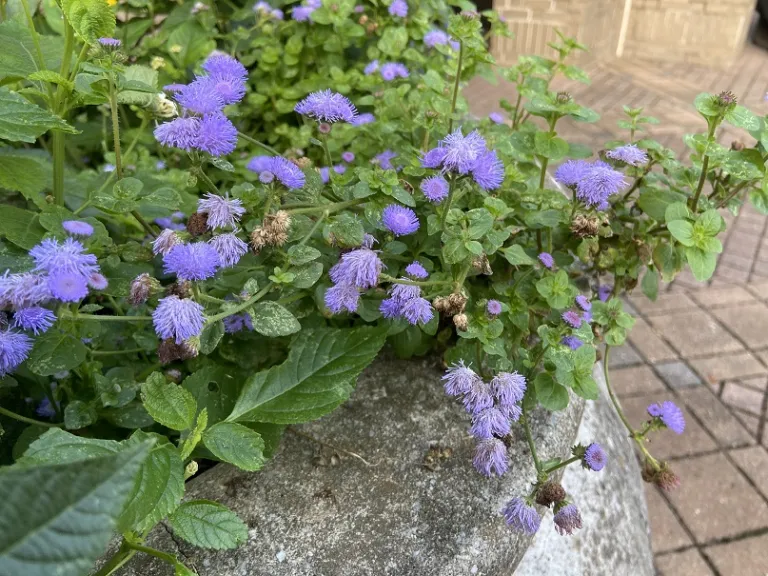 Ageratum houstonianum 'PAS347557' (High Tide™ Blue) habit