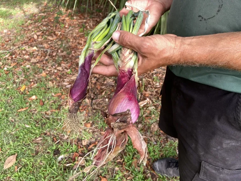 Allium cepa 'Conservor' bulb