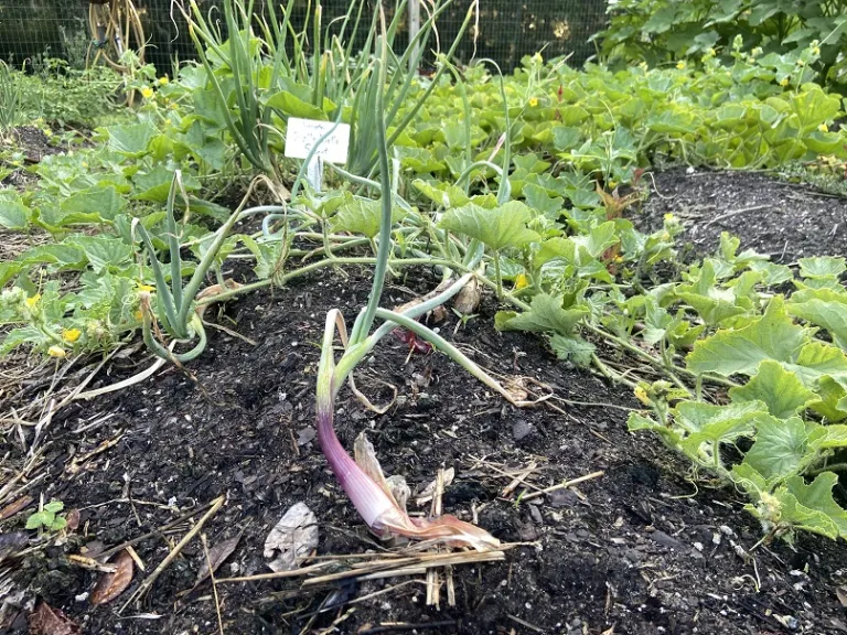 Allium cepa 'Red Long of Florence' habit