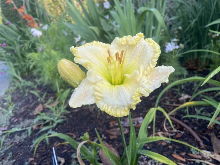 Hemerocallis 'Allston Plantation' flower