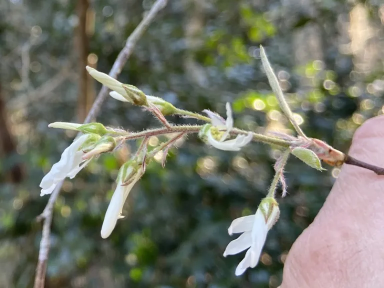 Amelanchier arborea flower buds and early flowers