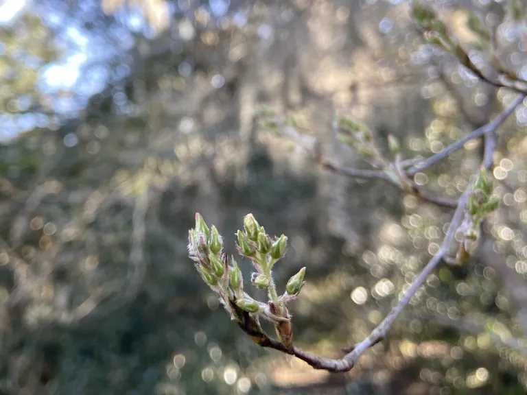 Amelanchier arborea flower buds