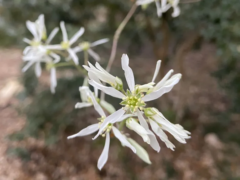 Amelanchier arborea flower