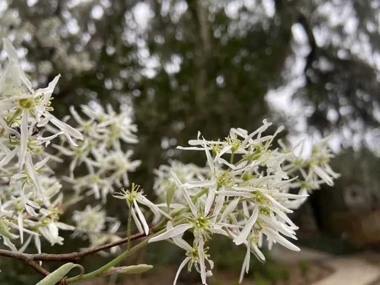 Amelanchier arborea flowers