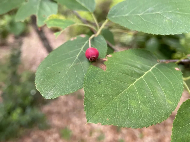 Amelanchier arborea fruit