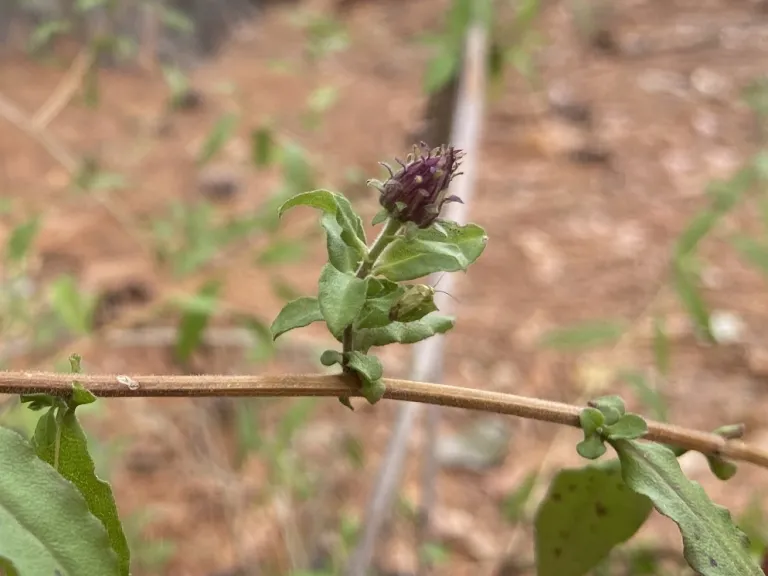 Ampelaster carolinianis flower bud