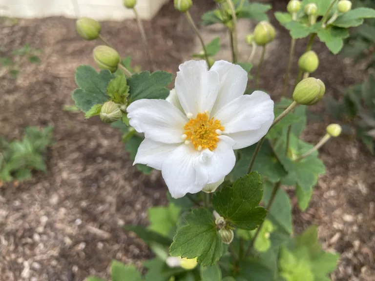 Anemone × hybrida 'Honorine Jobert' flower