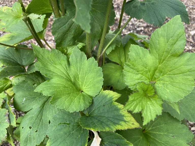 Anemone × hybrida 'Honorine Jobert' foliage