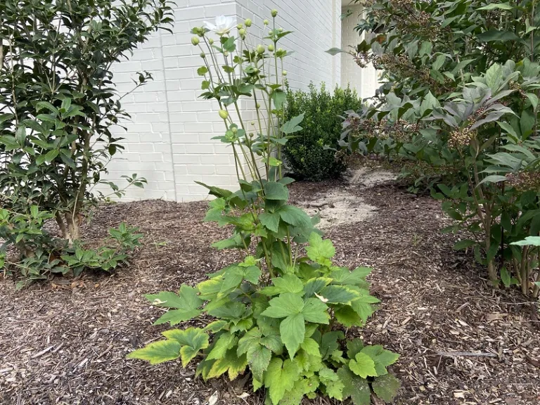 Anemone × hybrida 'Honorine Jobert' habit