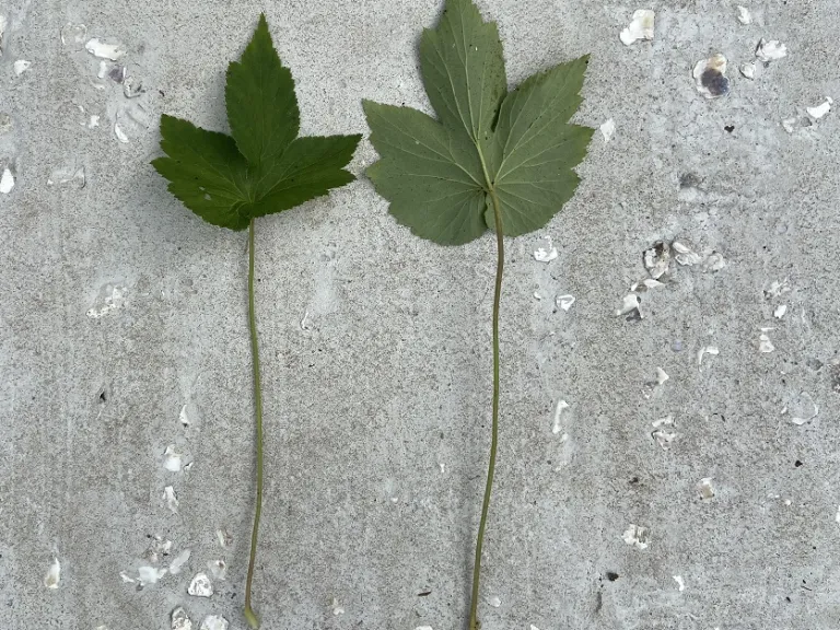 Anemone × hybrida 'Honorine Jobert' leaf front and back