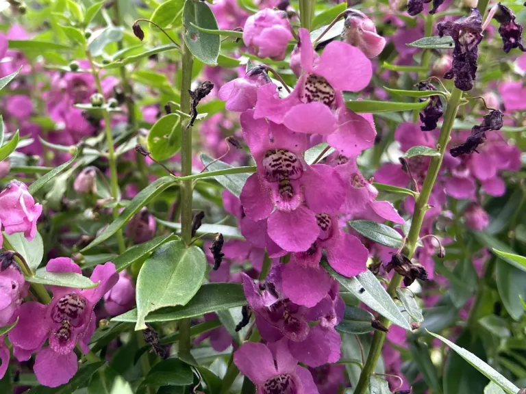 Angelonia angustifolia 'Balarcaspim' (Archangel™ Raspberry) flowers