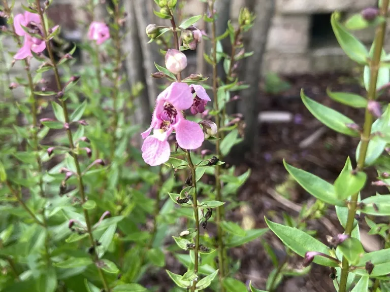 Angelonia angustifolia 'PAS118077' (Serena® Rose) flower