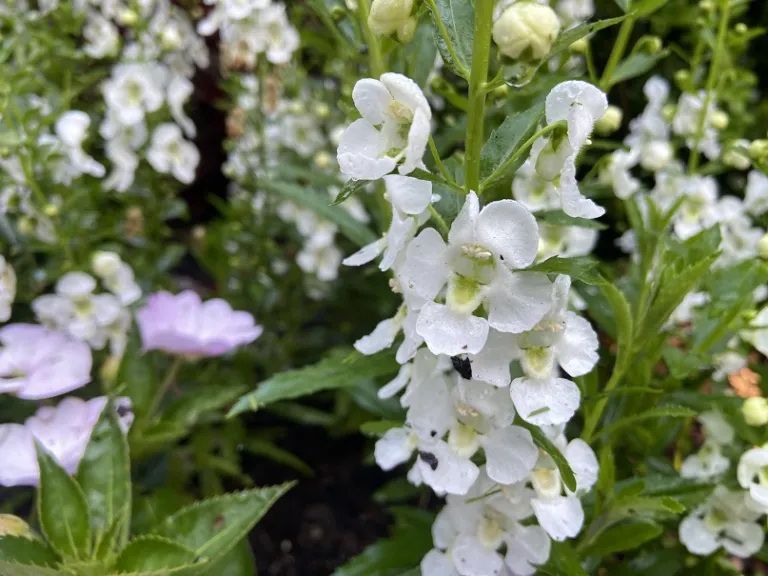 Angelonia angustifolia 'Balarcwitim' (Archangel™ White Improved ...