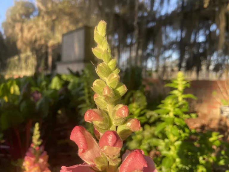 Antirrhinum majus 'PAS3499' (Potomac™ Orange) flower buds