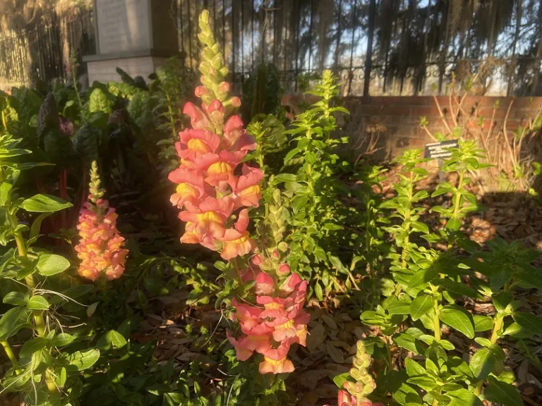 Antirrhinum majus 'PAS3499' (Potomac™ Orange) flower