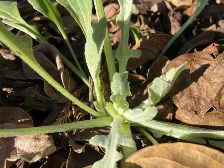 Arctotis stoechadifolia emerging leaves