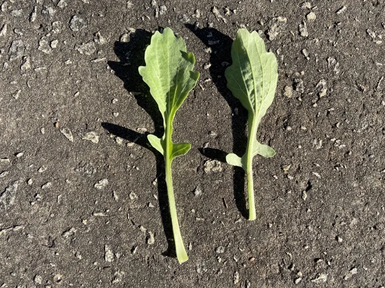 Arctotis stoechadifolia leaf front and back