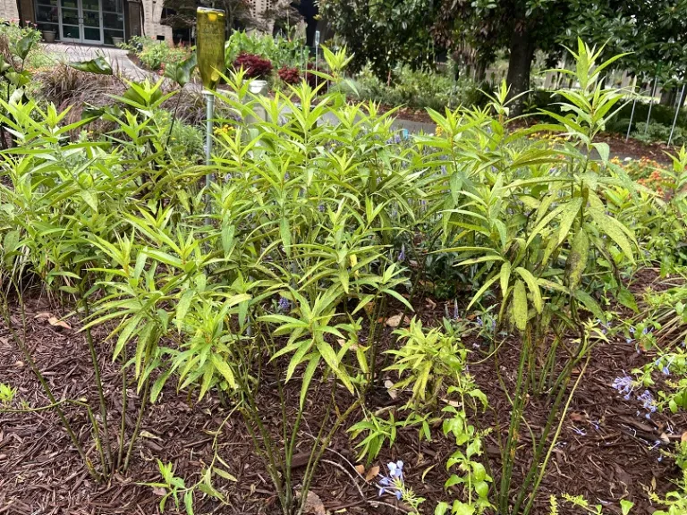 Asclepias incarnata 'Cinderella' habit