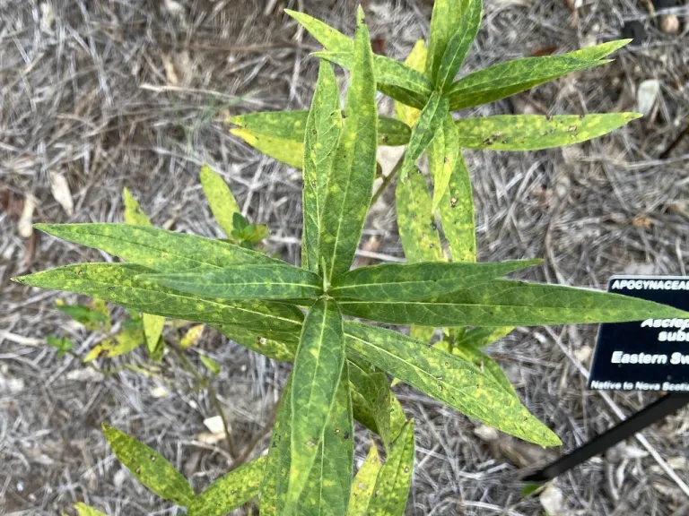 Asclepias incarnata subsp. pulchra foliage