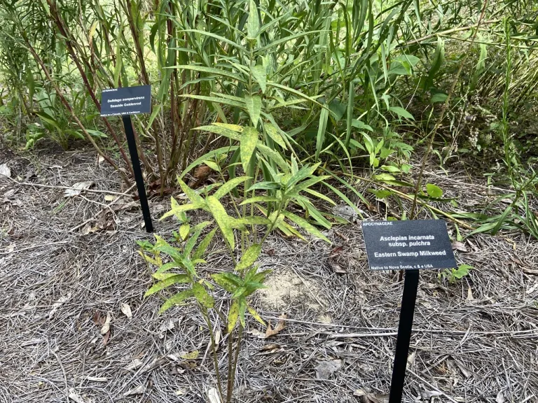 Asclepias incarnata subsp. pulchra habit