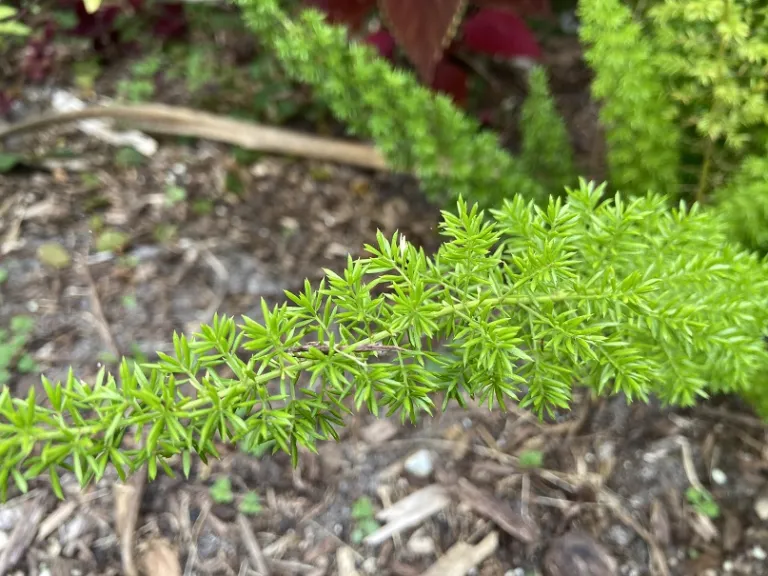 Asparagus densiflorus 'Sprengeri' foliage