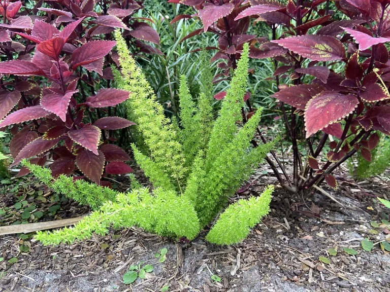 Asparagus densiflorus 'Sprengeri' habit