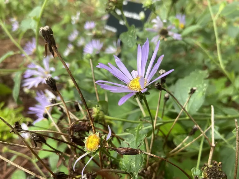 Aster × frikartii 'Monch' flower