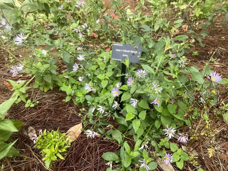 Aster × frikartii 'Monch' flowering habit