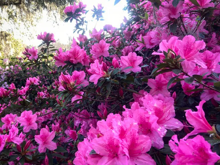 Azaleas