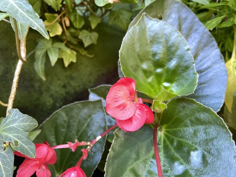 Begonia ×benariensis (Whopper® Red With Green Leaf) flower buds