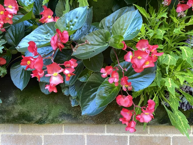 Begonia ×benariensis (Whopper® Red With Green Leaf) flowering habit